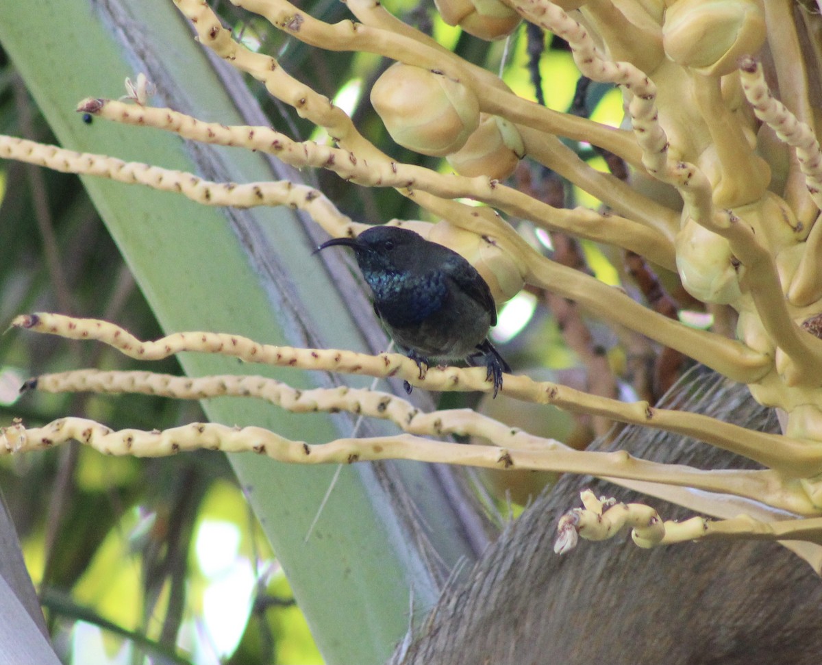 Seychelles Sunbird - ML444727751