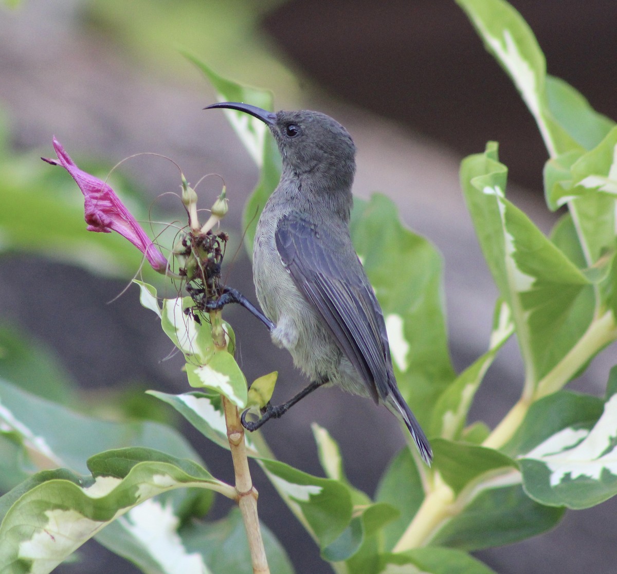 Seychelles Sunbird - ML444727761