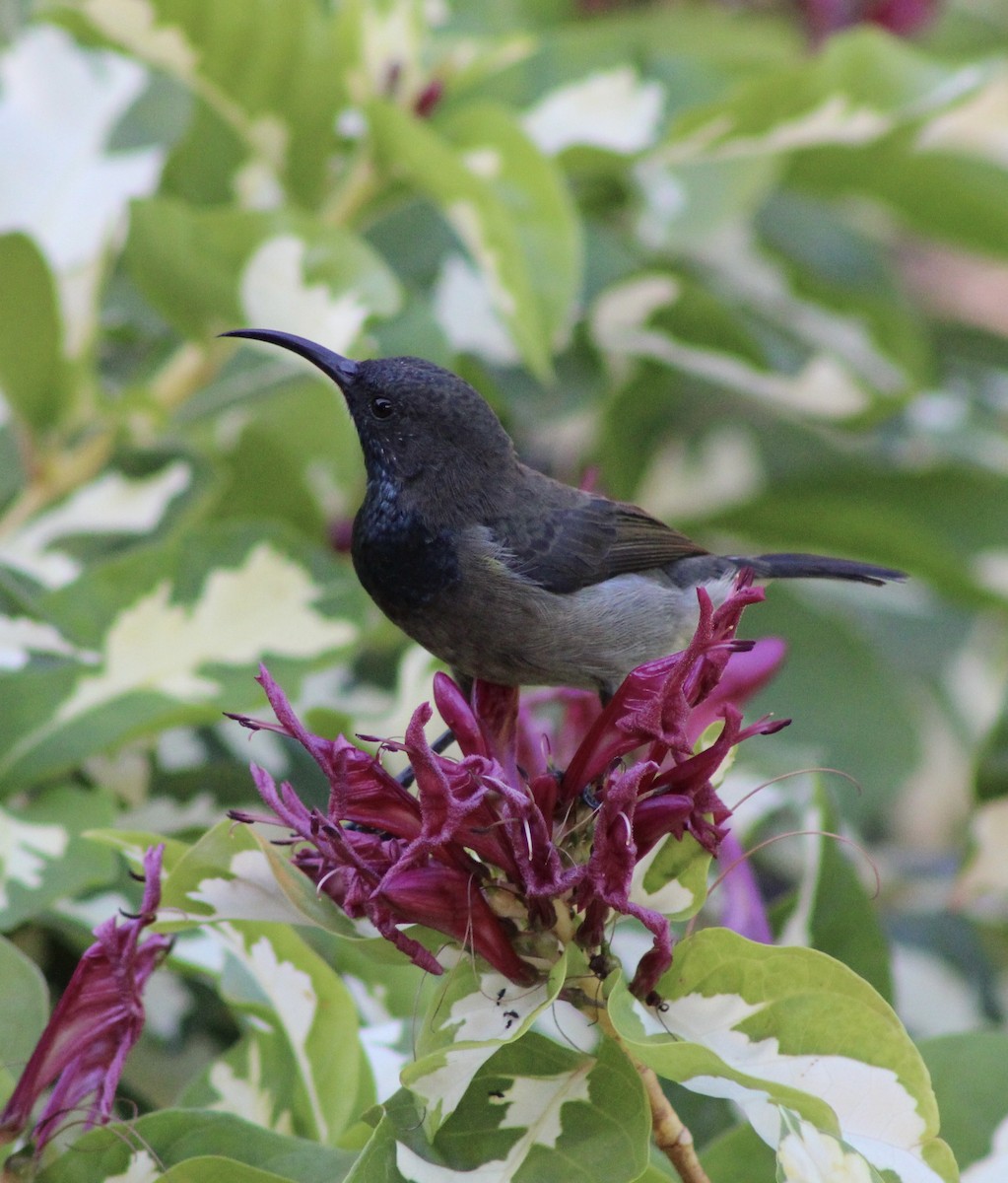 Seychelles Sunbird - ML444727771