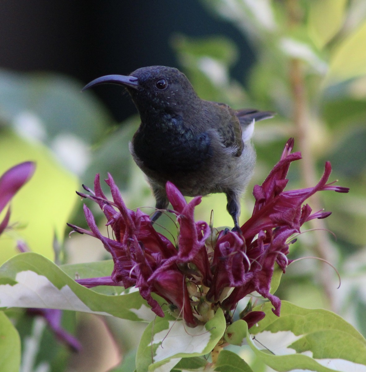 Seychelles Sunbird - ML444727781