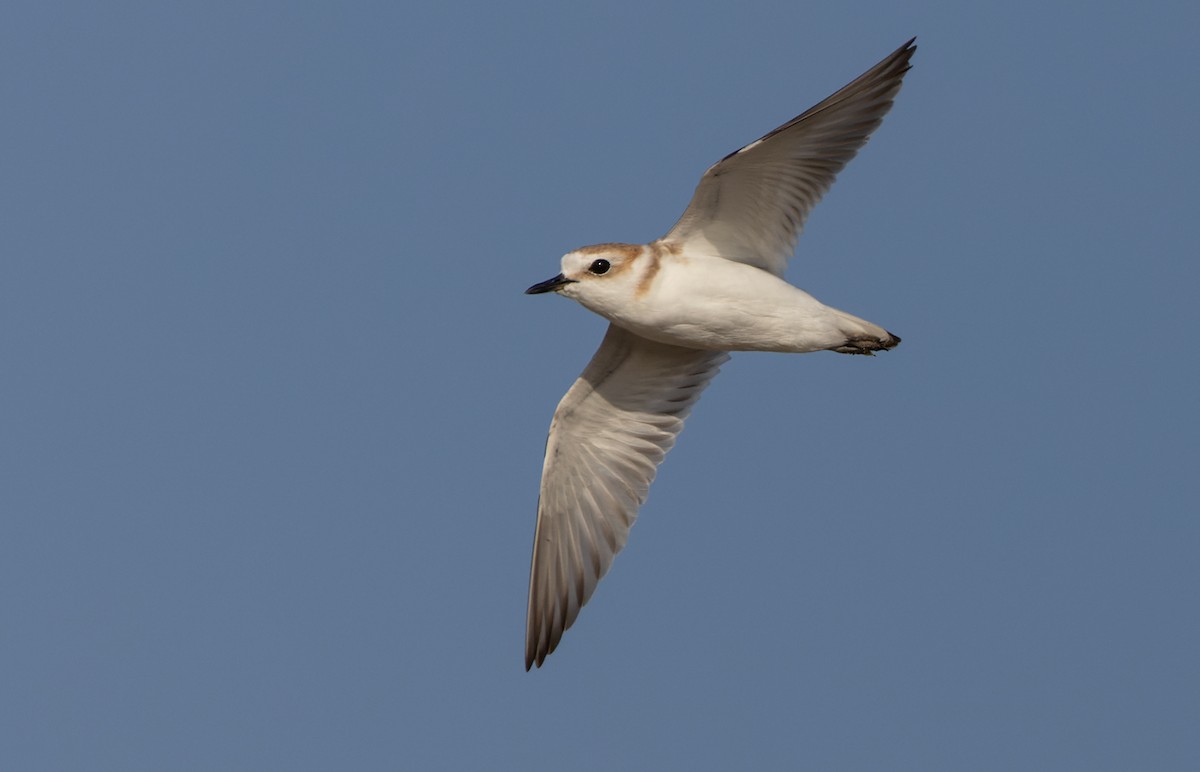 White-faced Plover - ML444728911