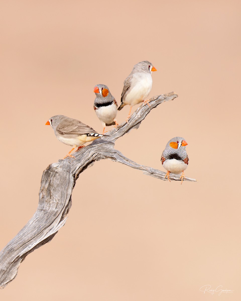 Zebra Finch - ML444730461