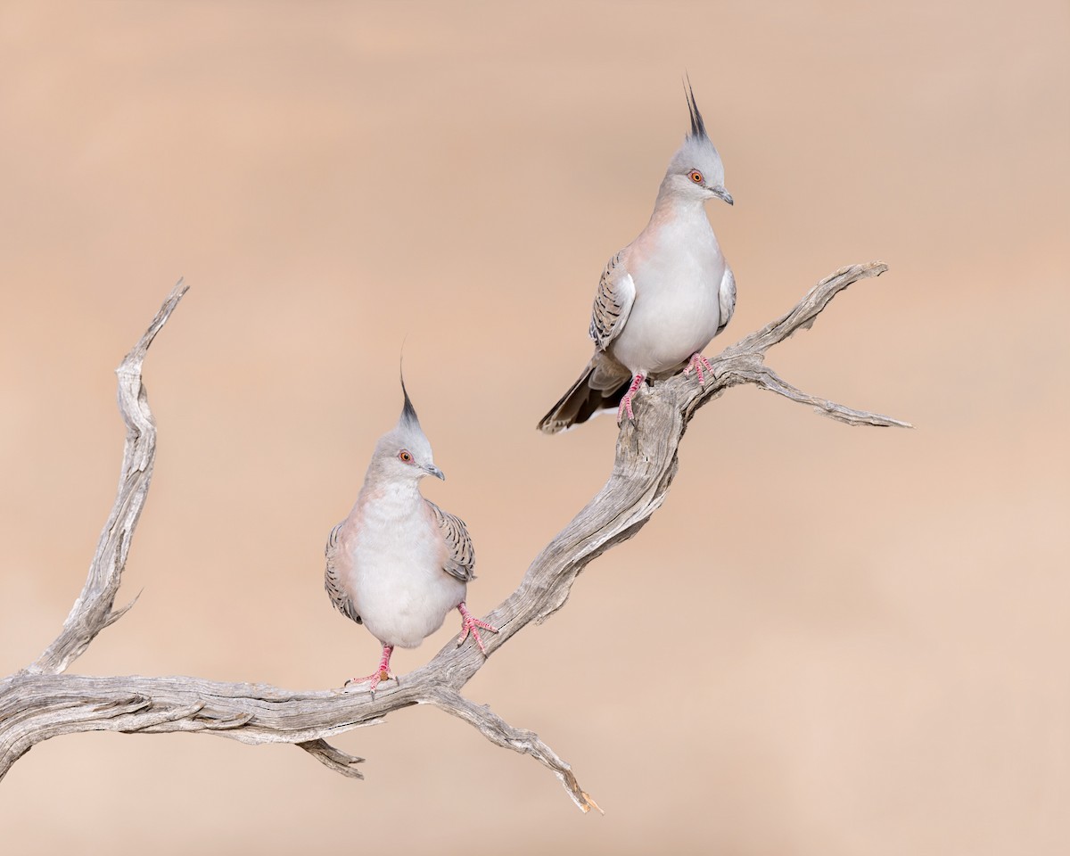 Crested Pigeon - ML444731011