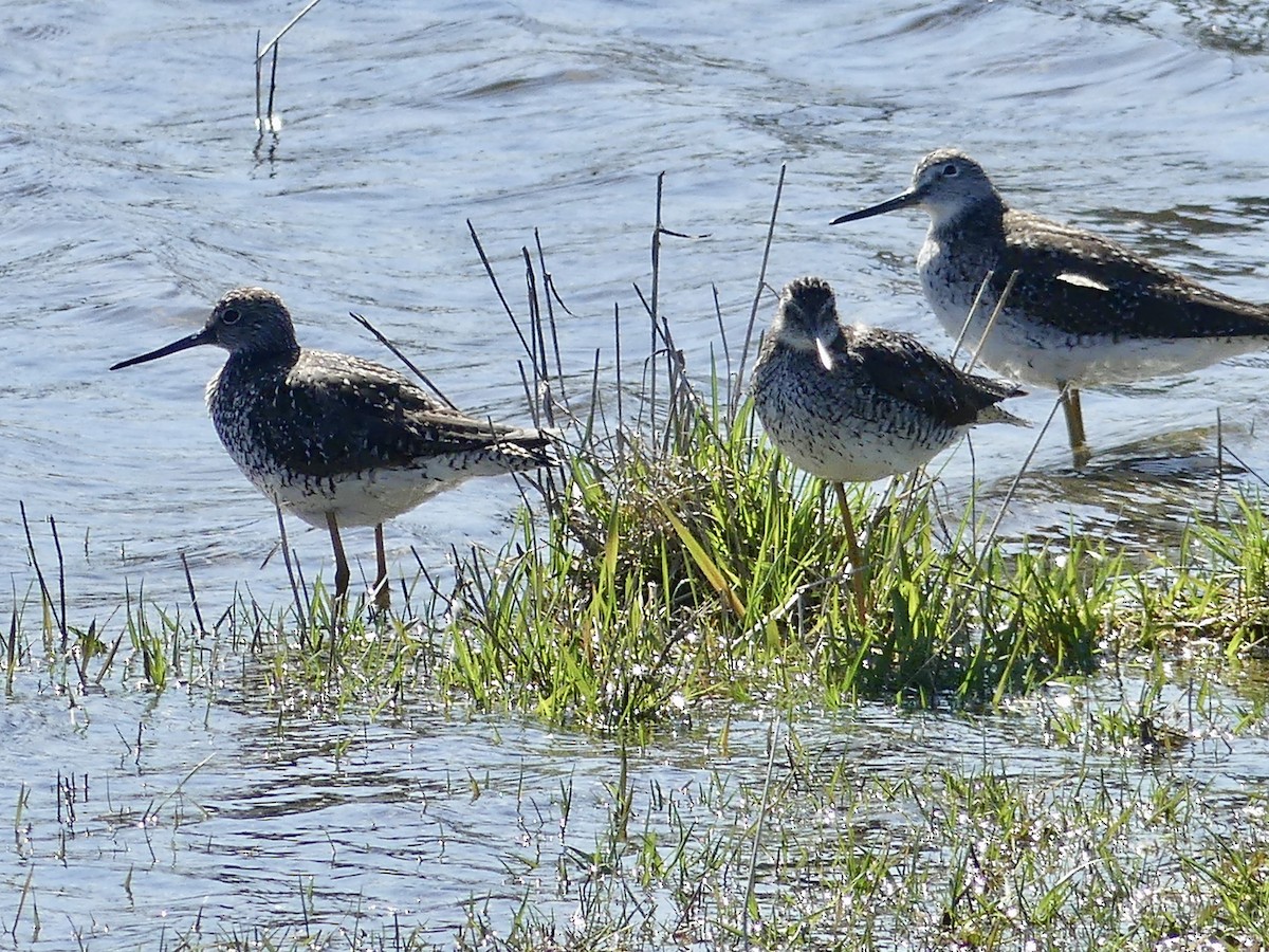 Greater Yellowlegs - ML444731251