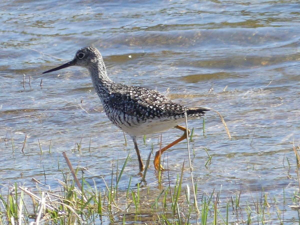 Greater Yellowlegs - ML444731291