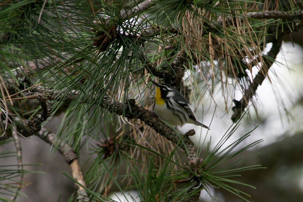 Yellow-throated Warbler - ML444731371