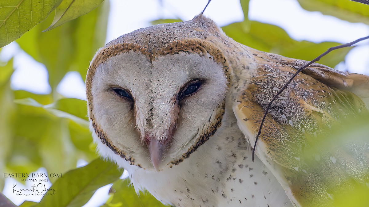 Barn Owl - Kenneth Cheong