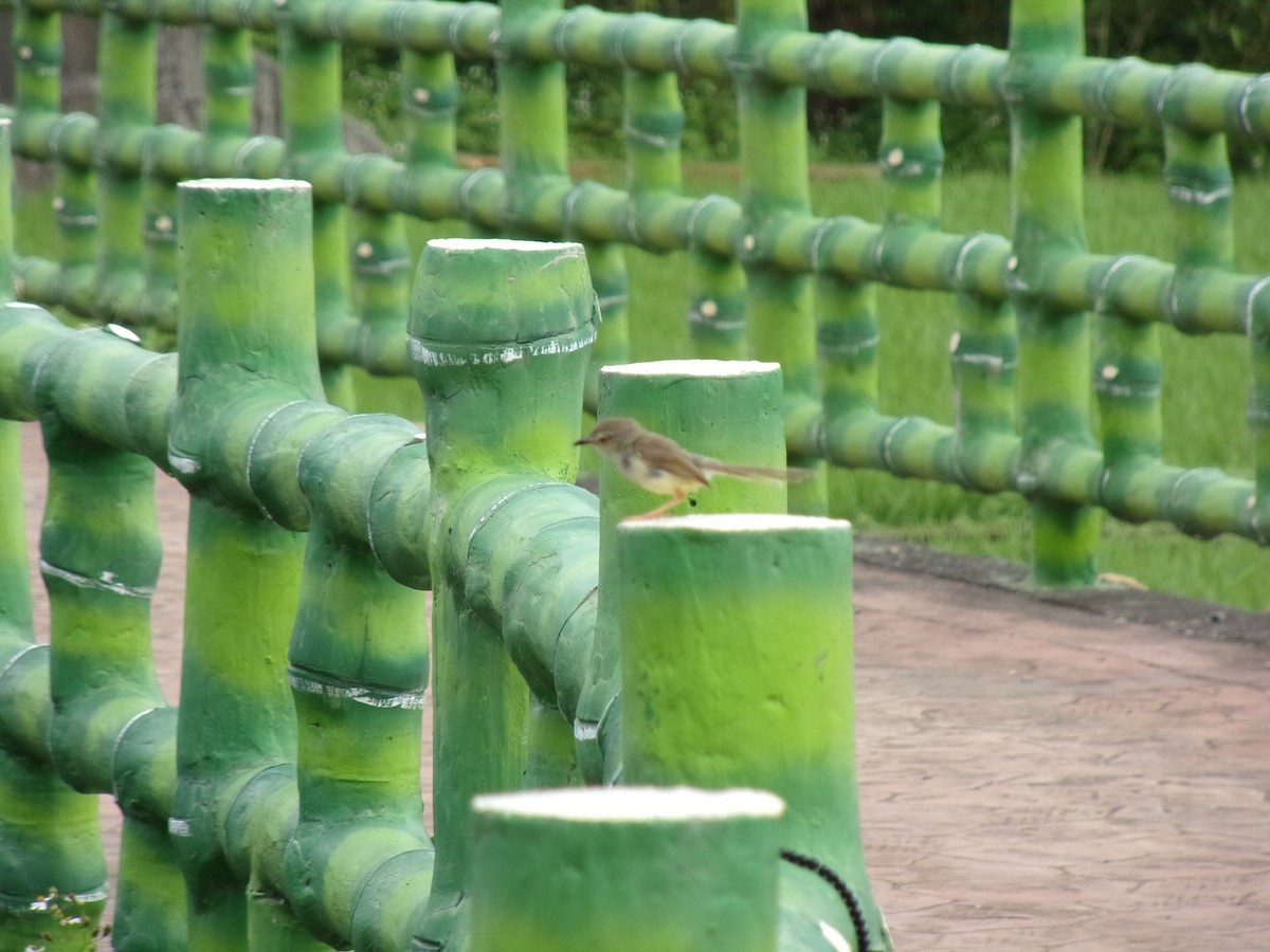 Prinia Sencilla - ML444732331