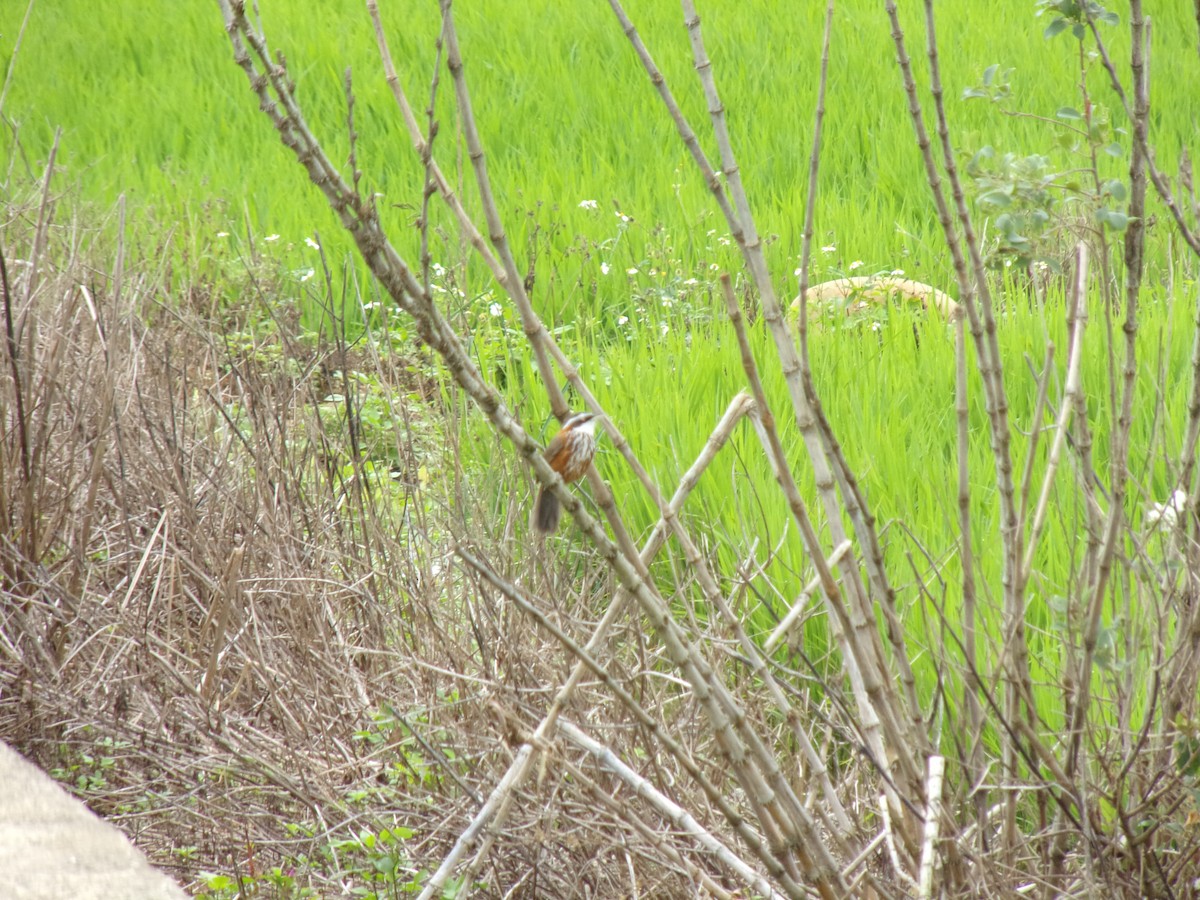 Taiwan Scimitar-Babbler - ML444732461