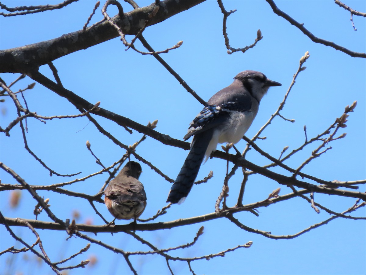 Blue Jay - ML444733481