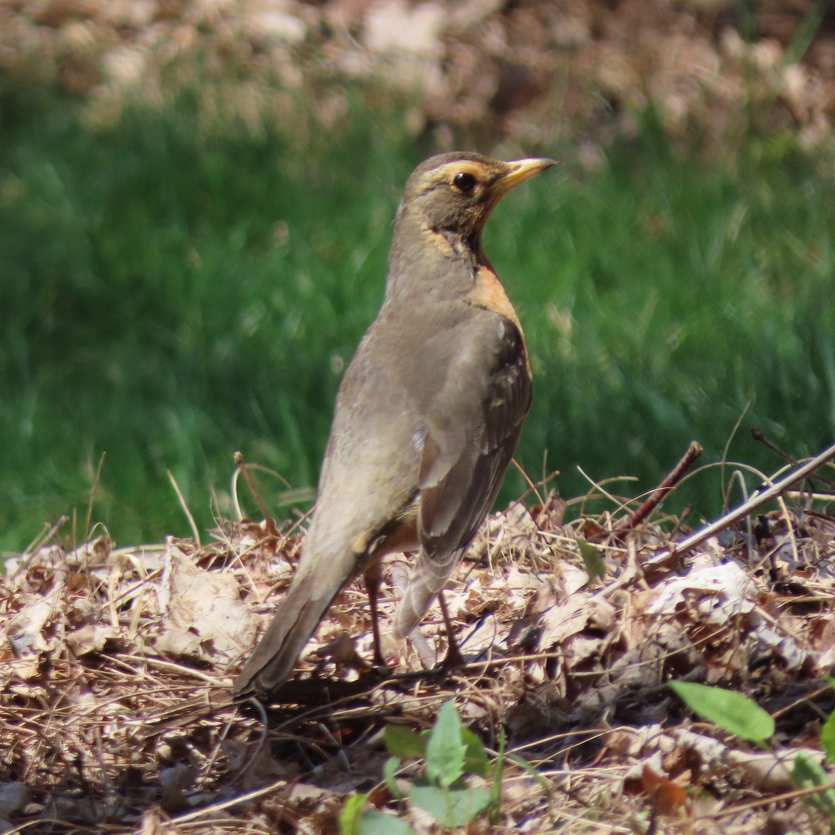 American Robin - ML444733531