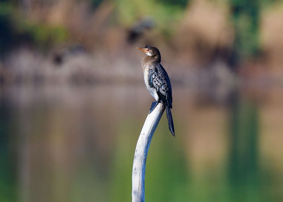 Long-tailed Cormorant - ML444734091