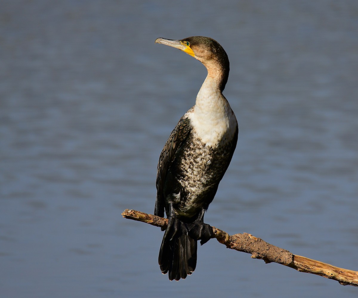 Cormorán Grande - ML444734101