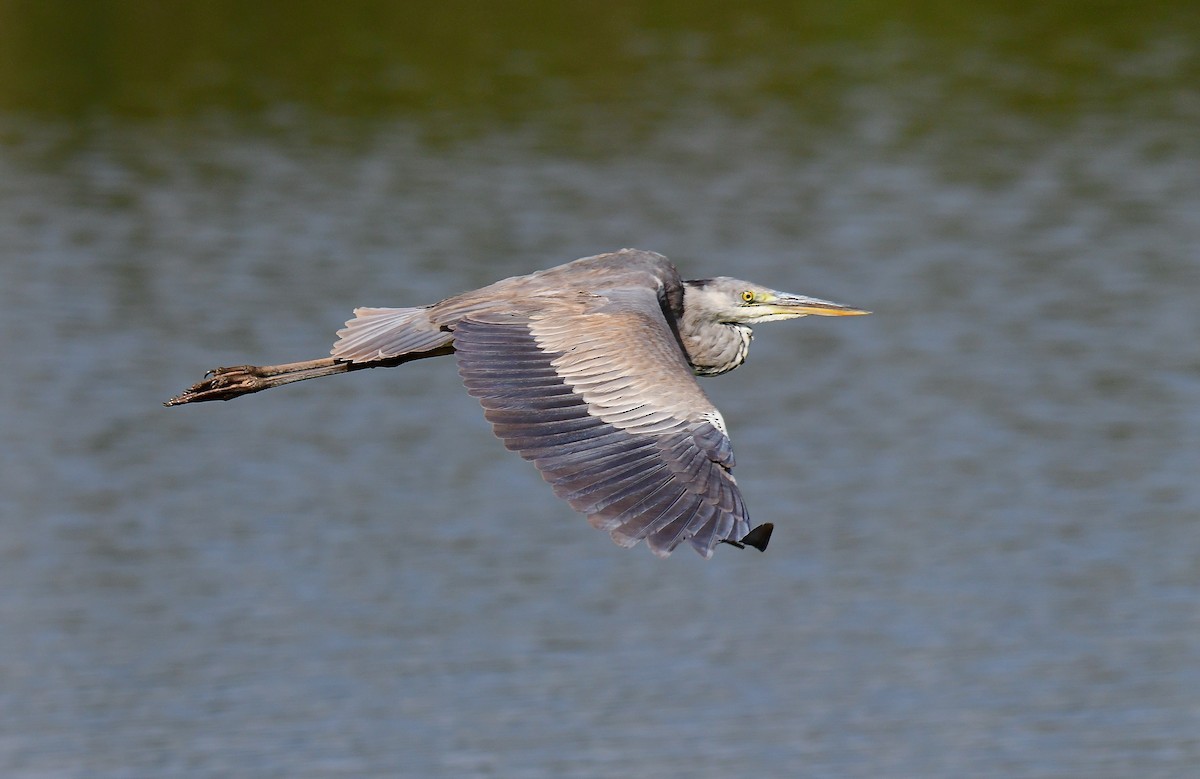 Gray Heron - Odd Helge Gilja