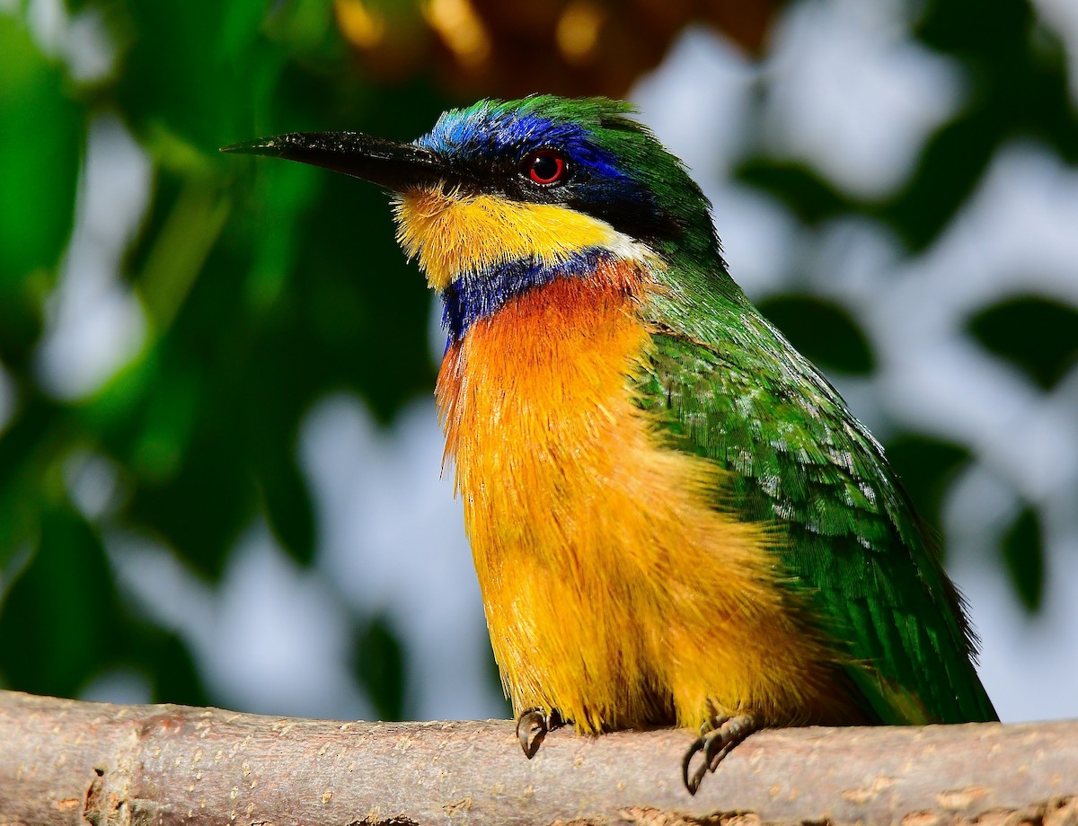 Little Bee-eater - ML444734131