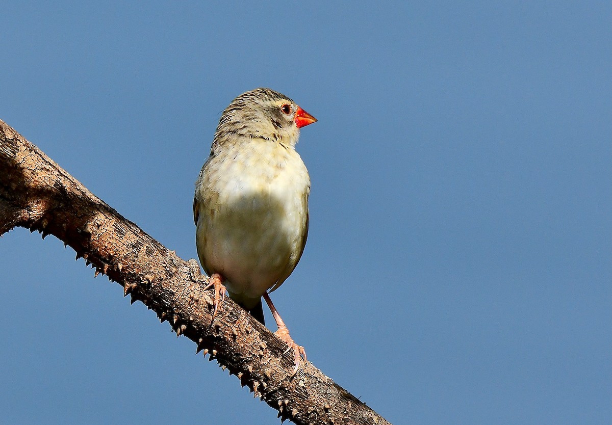 Fawn-breasted Waxbill - Odd Helge Gilja