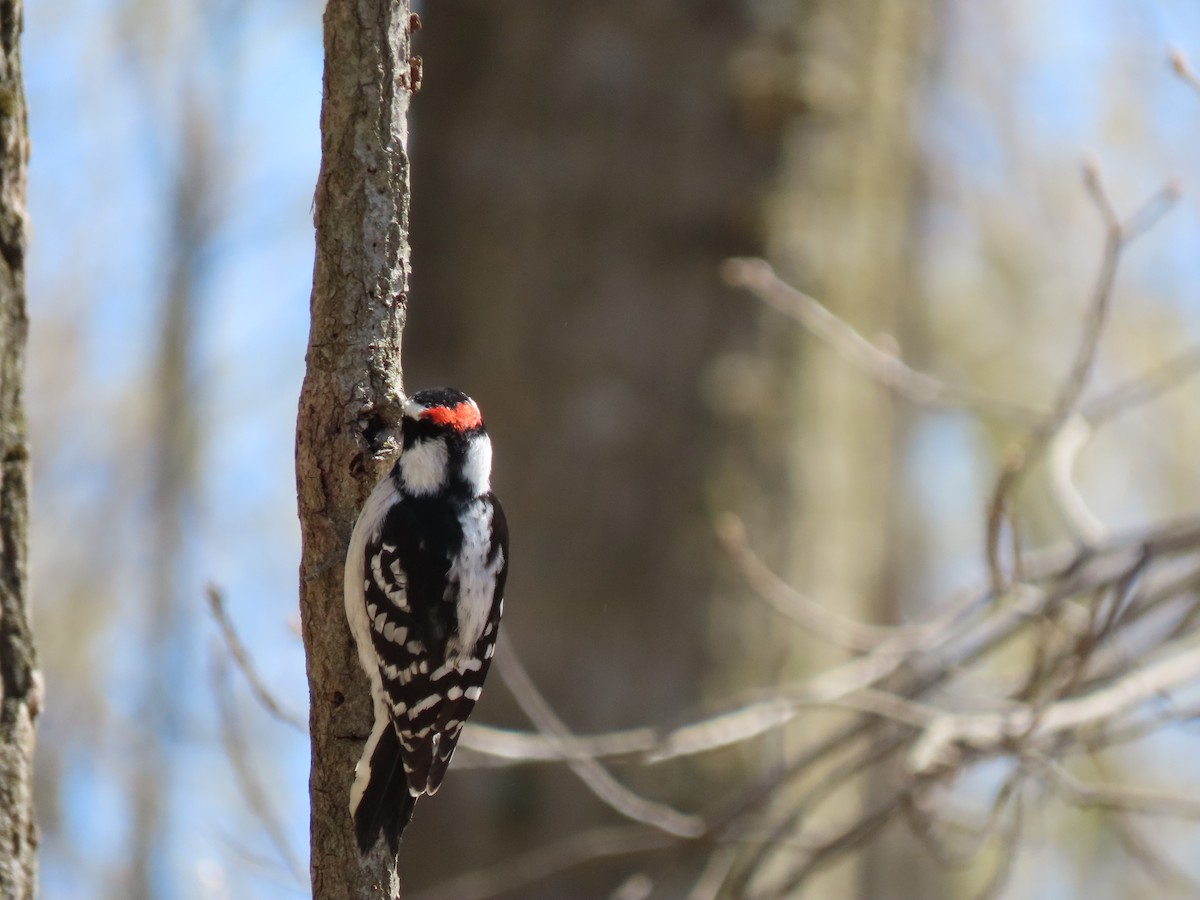 Downy Woodpecker (Eastern) - Doug Kibbe