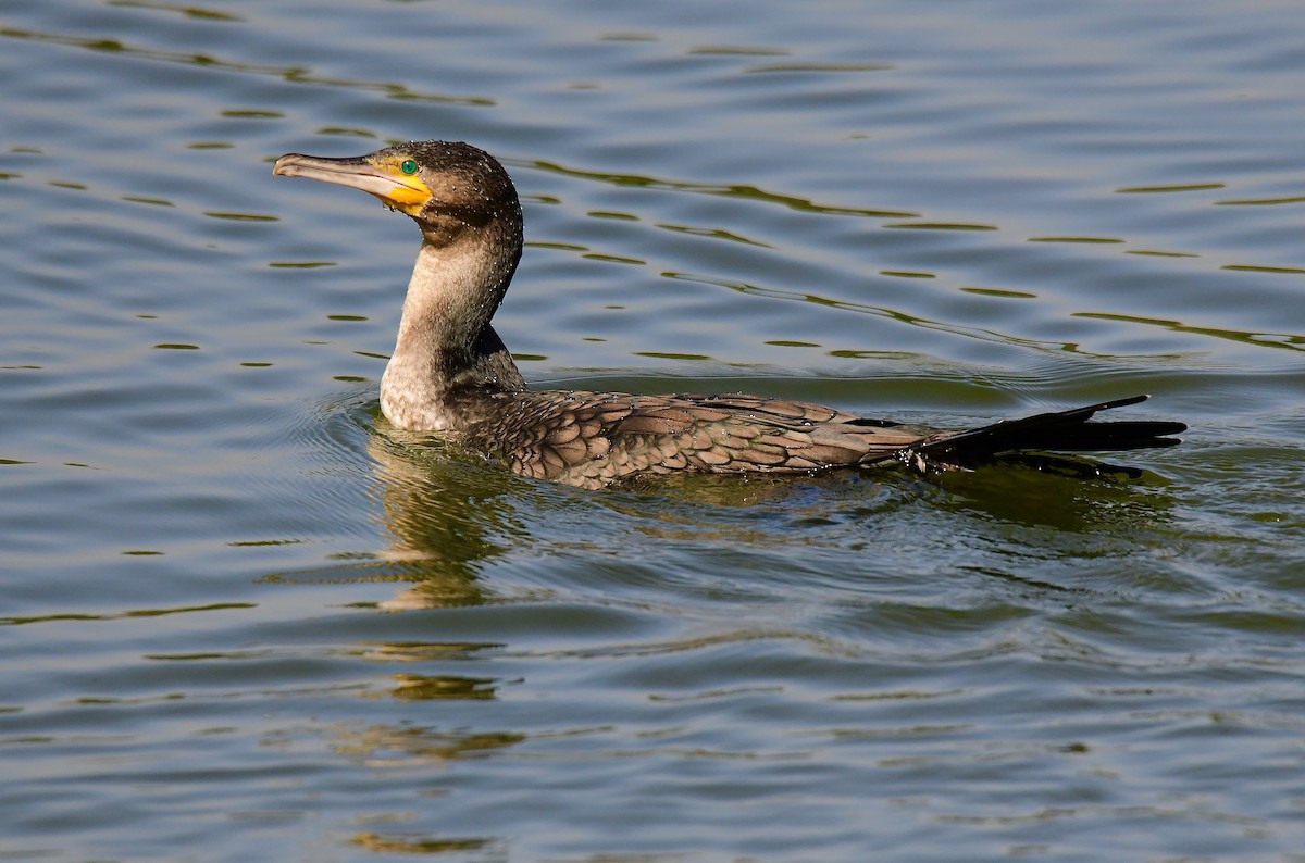 Long-tailed Cormorant - Odd Helge Gilja