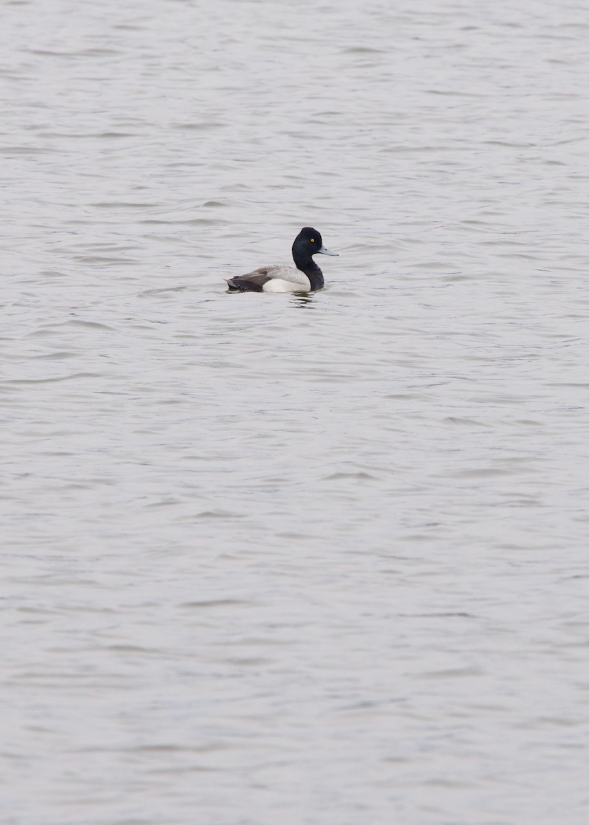 Lesser Scaup - ML444734861