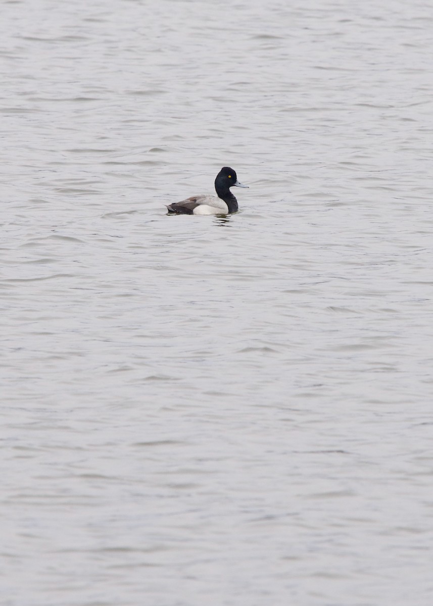 Lesser Scaup - ML444734861