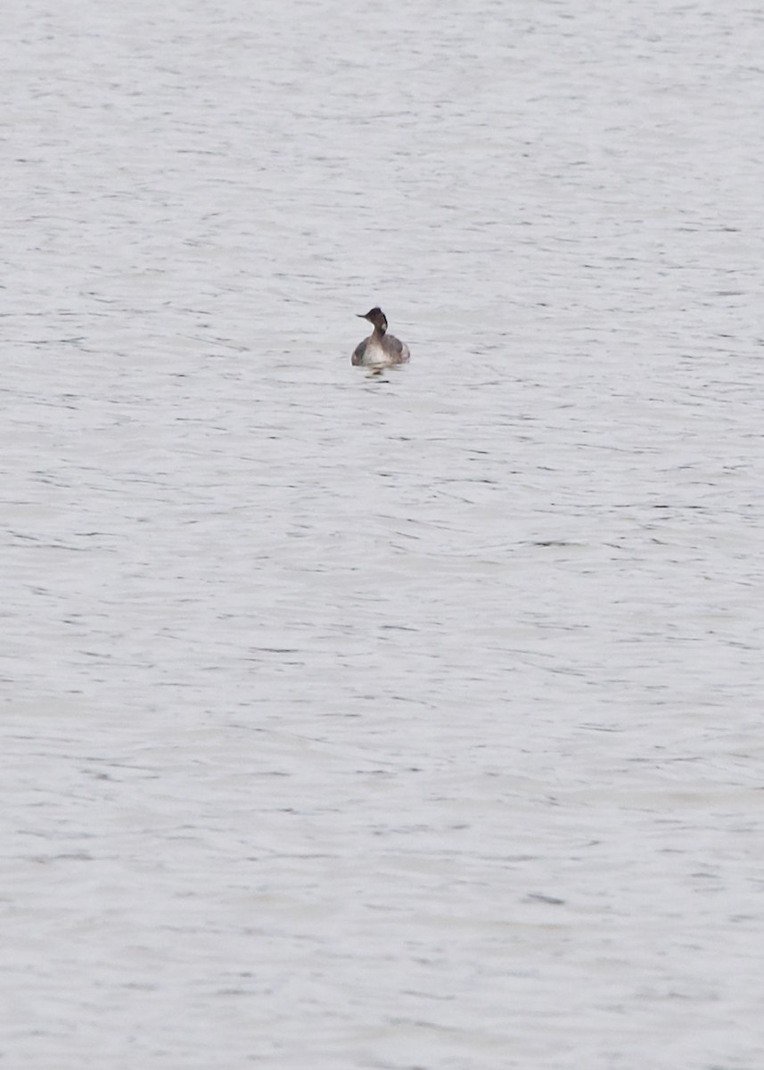 Eared Grebe - ML444734871