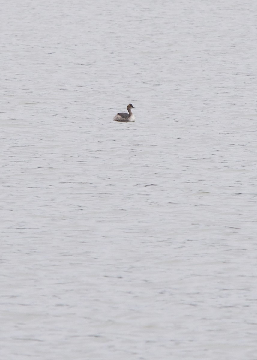 Eared Grebe - ML444734881