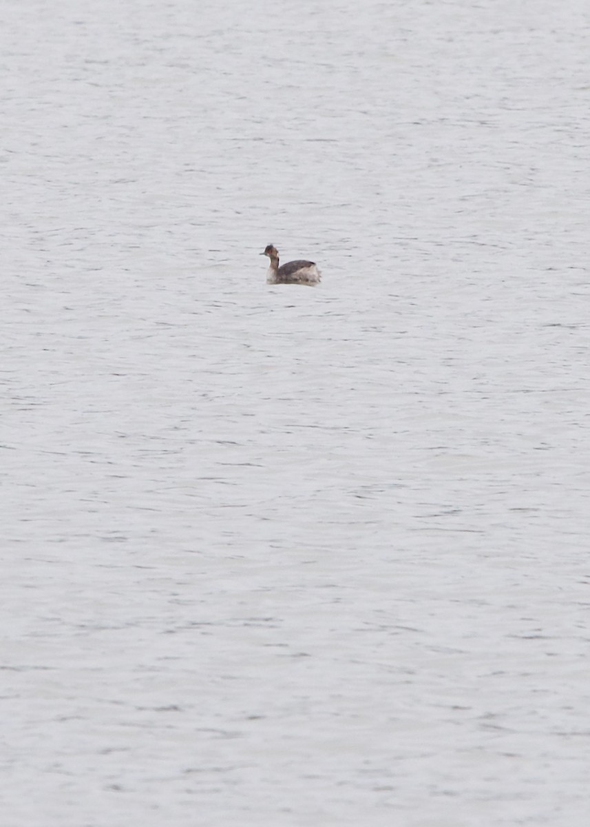 Eared Grebe - ML444734891