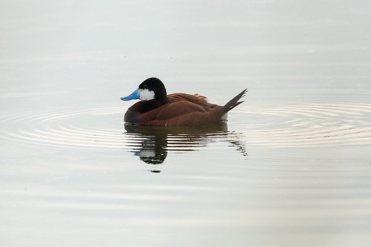 Ruddy Duck - Stephen Wittkamp