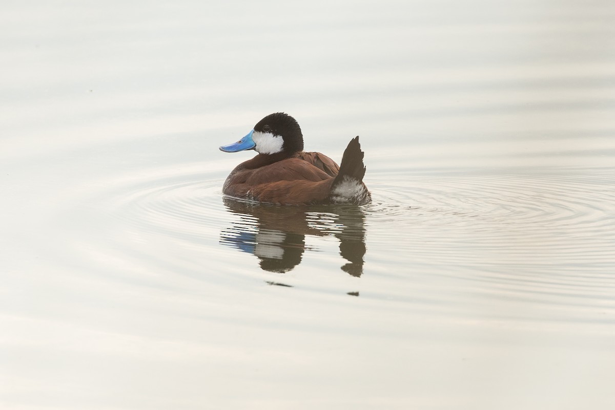 Ruddy Duck - ML444735501