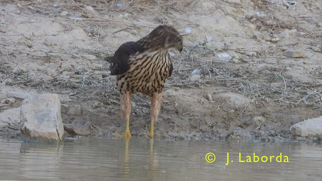 Eurasian Goshawk - ML444736891