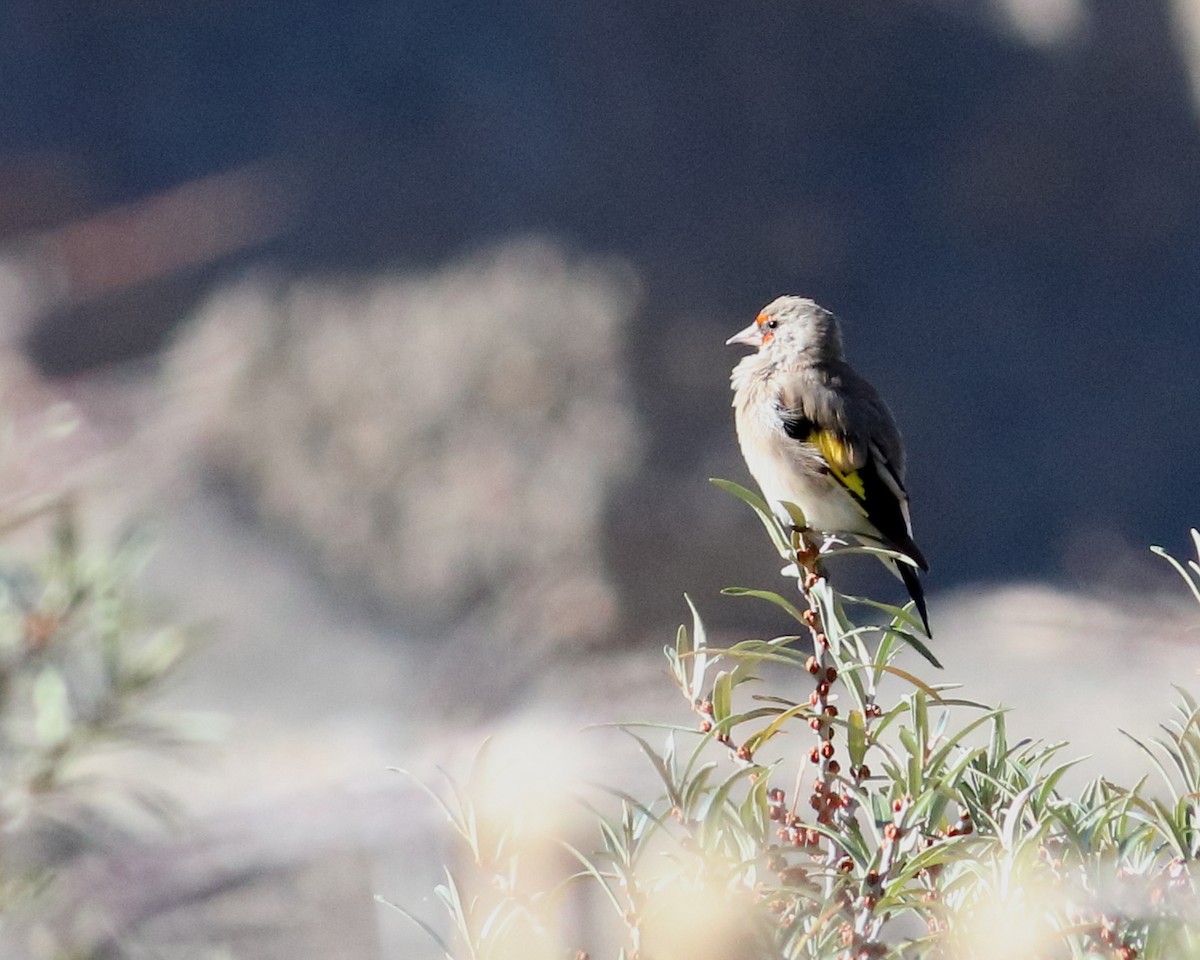 European Goldfinch - ML444736941