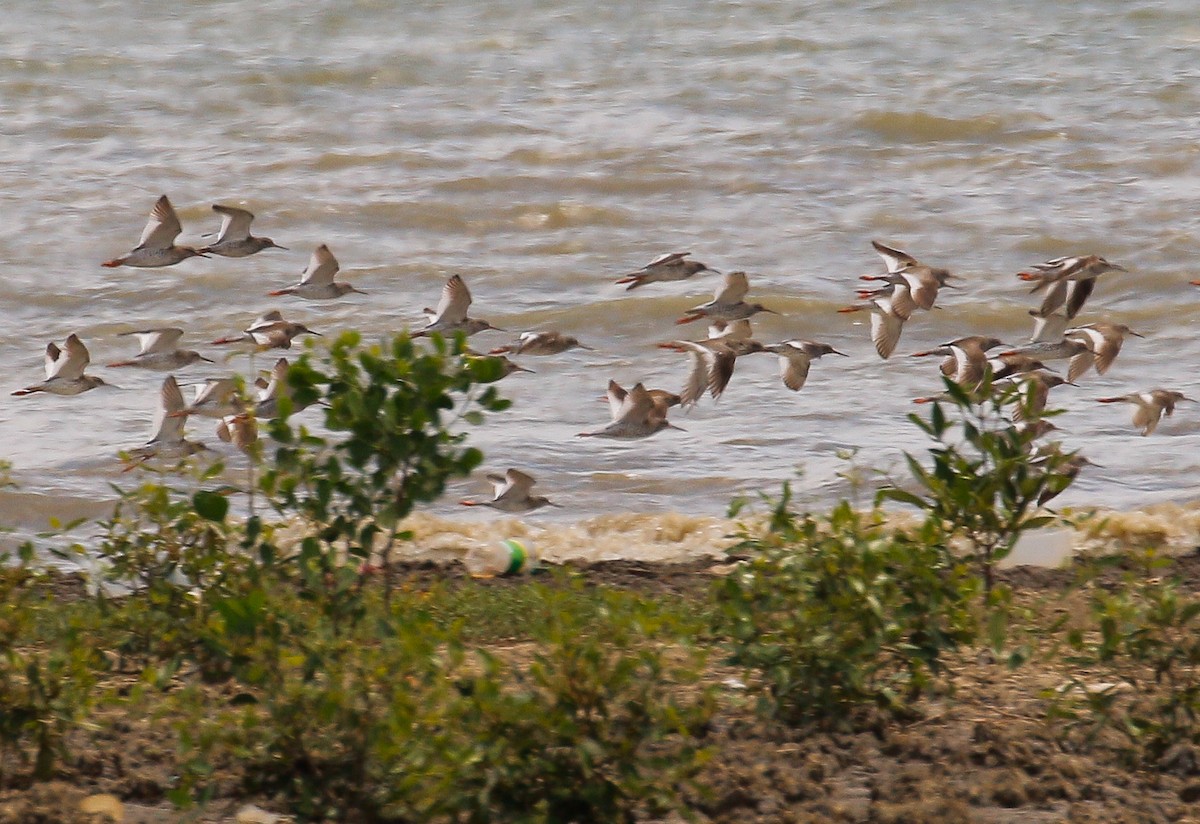 Common Redshank - ML444737071