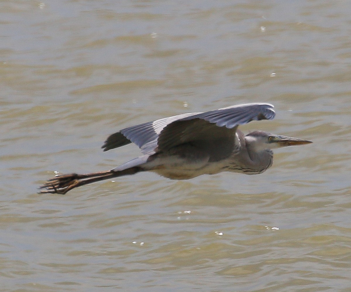 Gray Heron - ML444737331