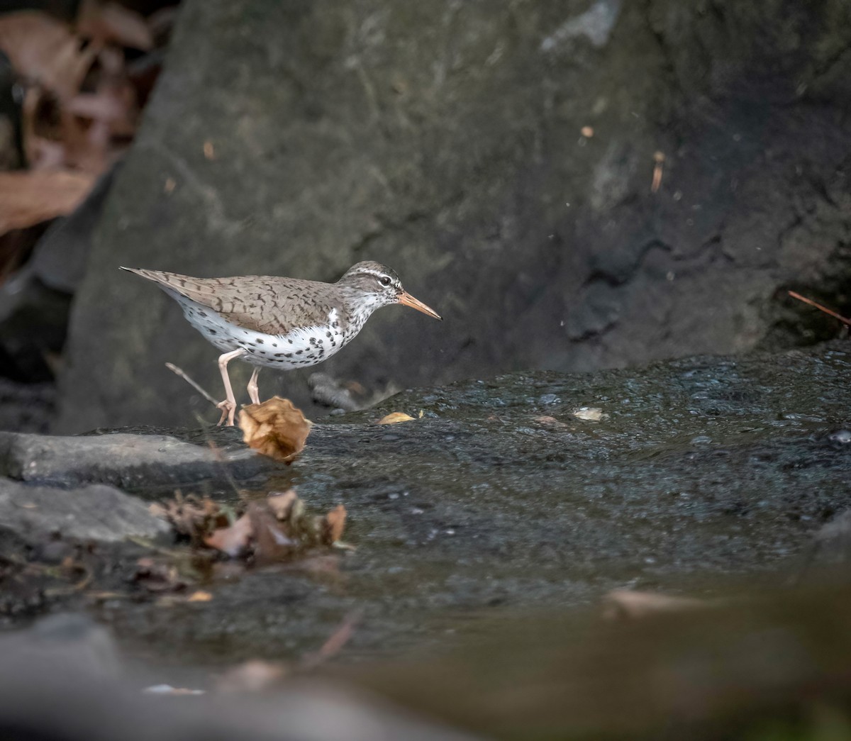 Spotted Sandpiper - ML444738541
