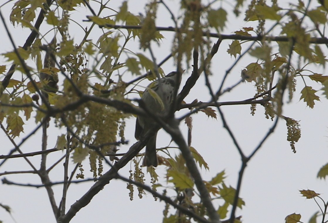 lesňáček žlutoskvrnný (ssp. coronata) - ML444738931