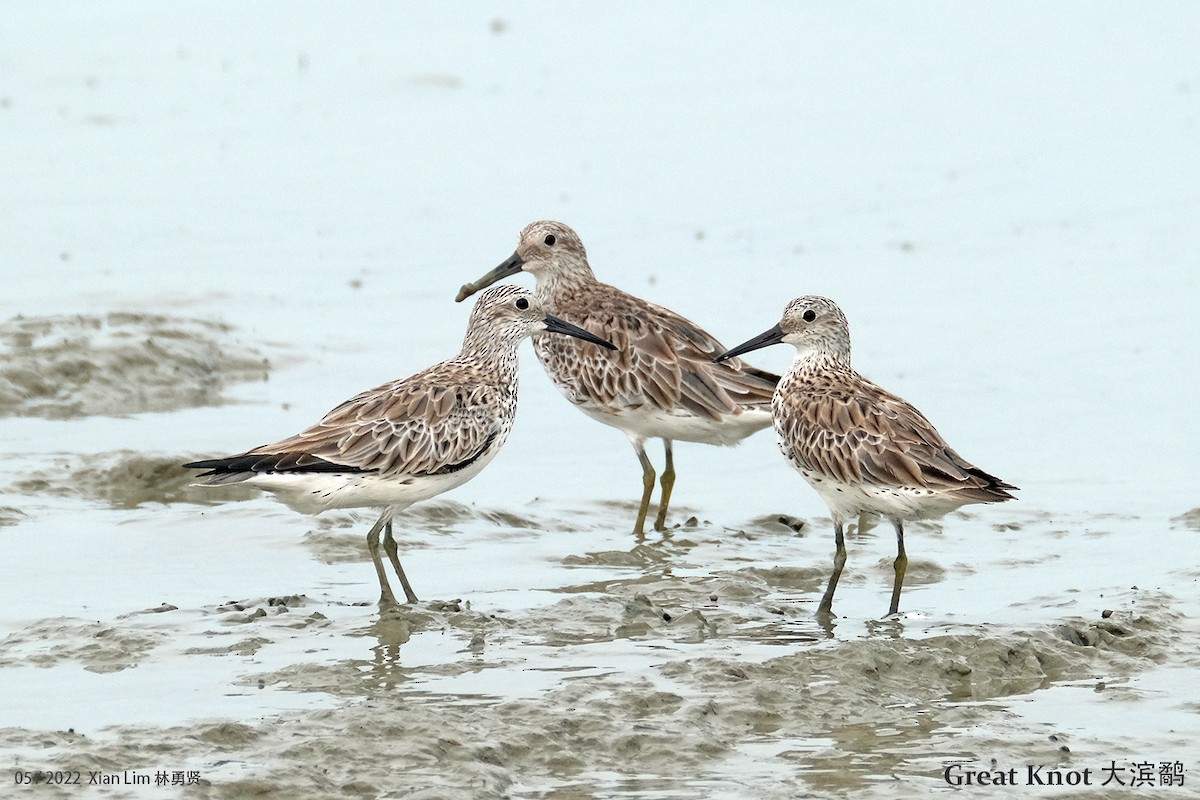 Great Knot - ML444739261