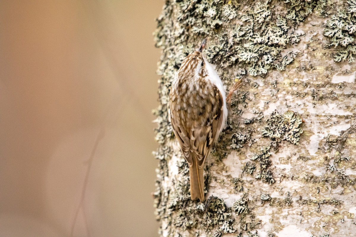 Eurasian Treecreeper - ML444740021