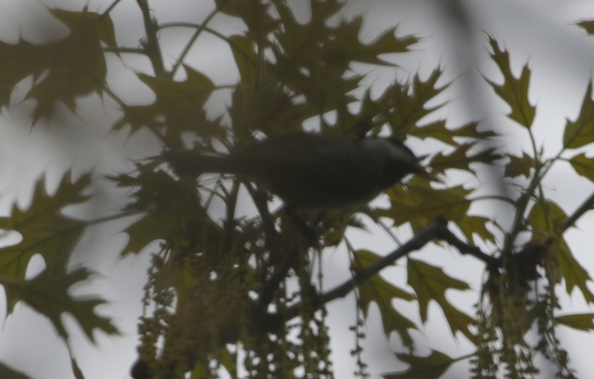 Blackpoll Warbler - ML444740261