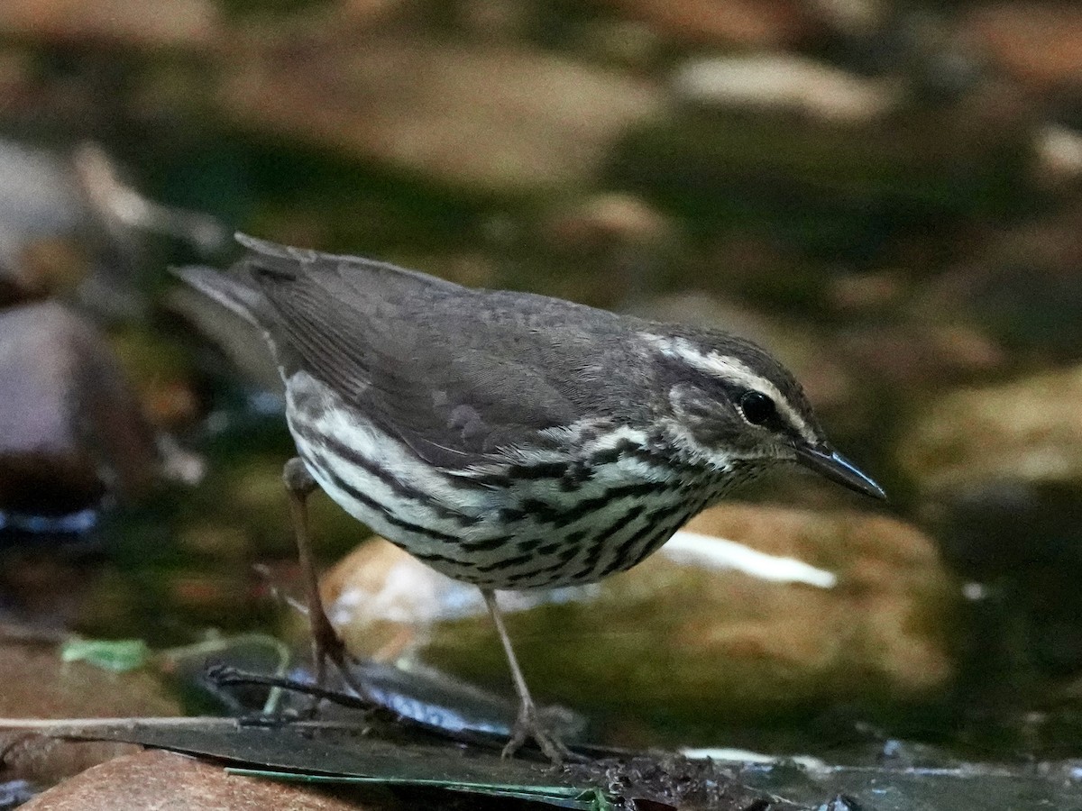 Northern Waterthrush - ML444743771