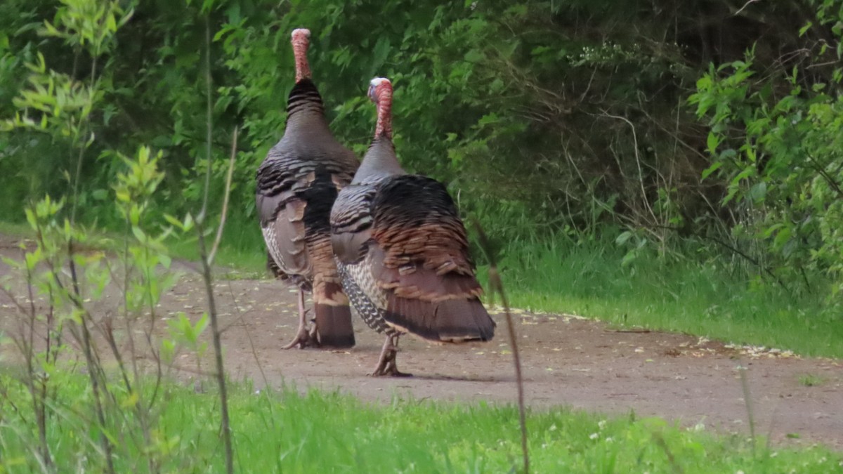 Wild Turkey - ML444744681