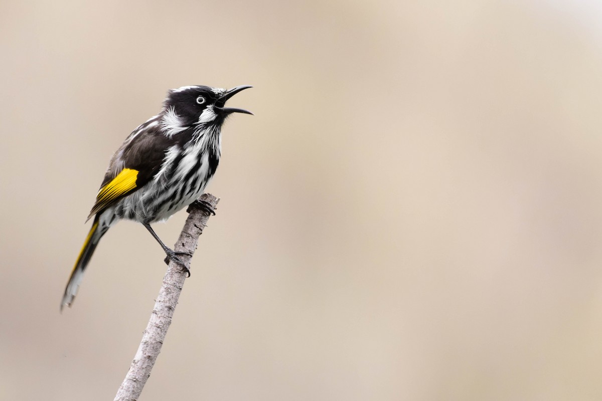 New Holland Honeyeater - ML444744751