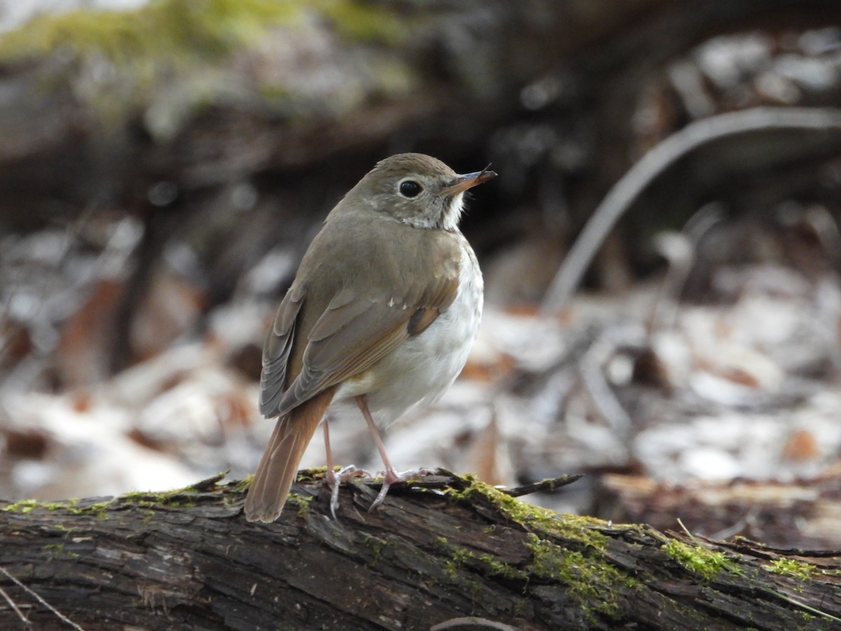 Hermit Thrush - ML444746291