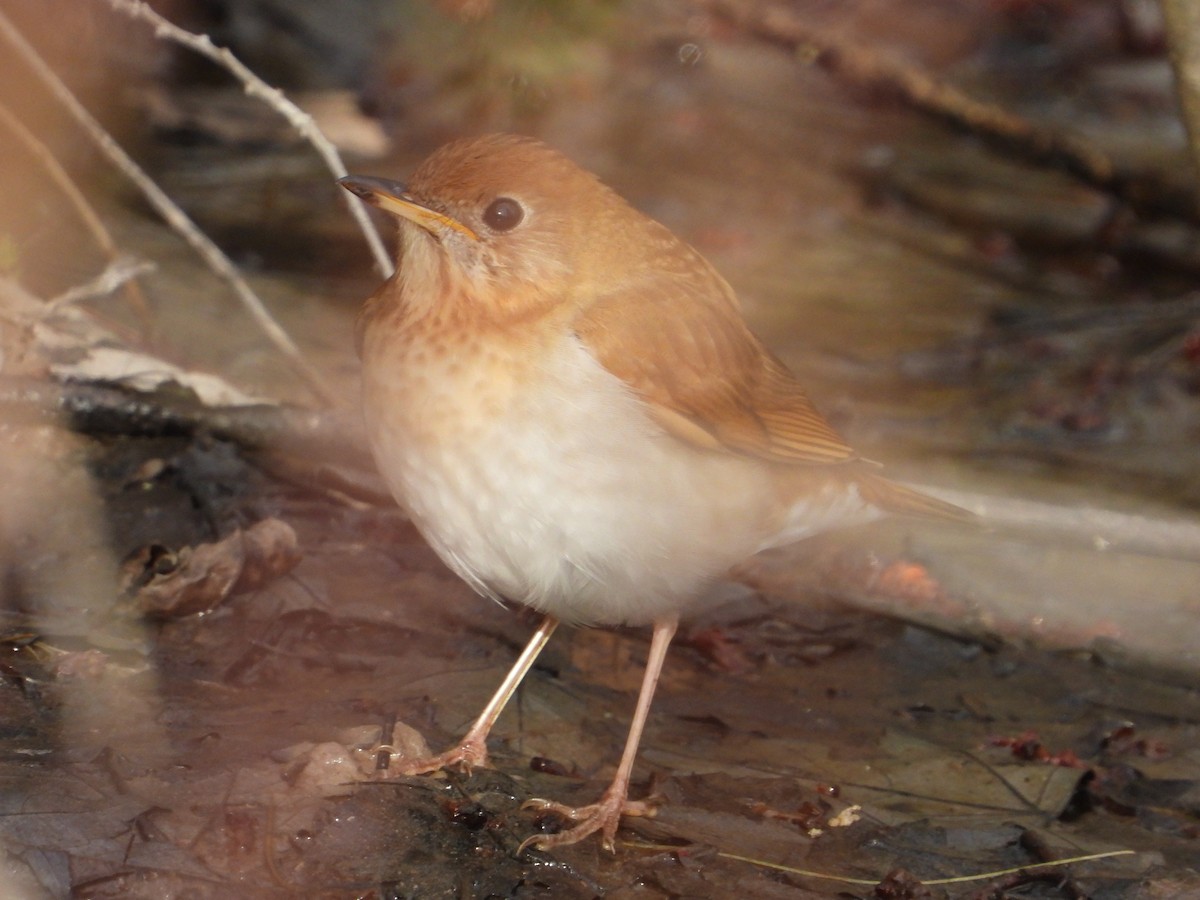 Veery - ML444746361