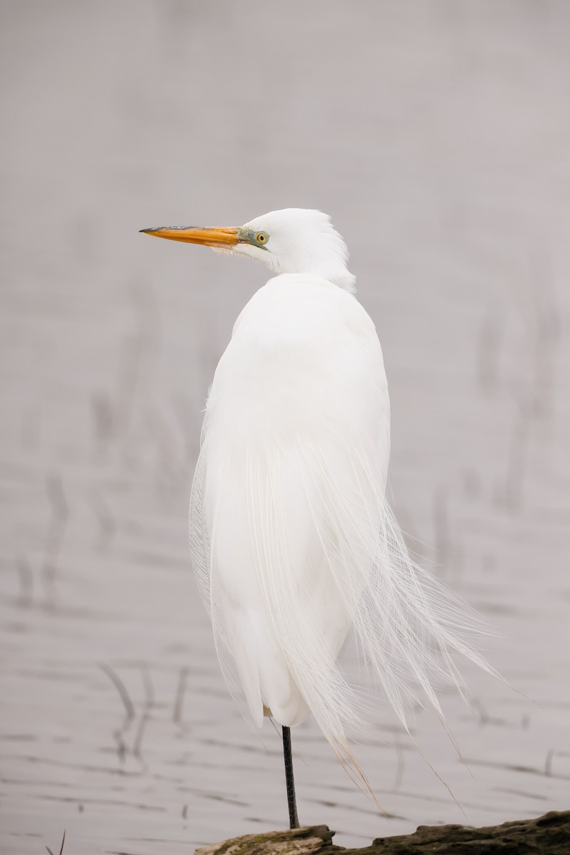 Great Egret - Greg Scott