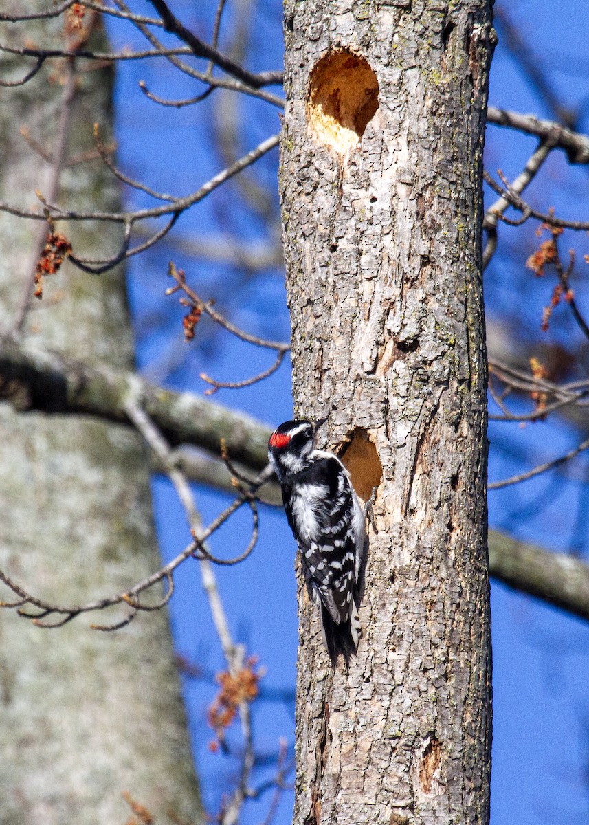 Downy Woodpecker - Steve Holzman