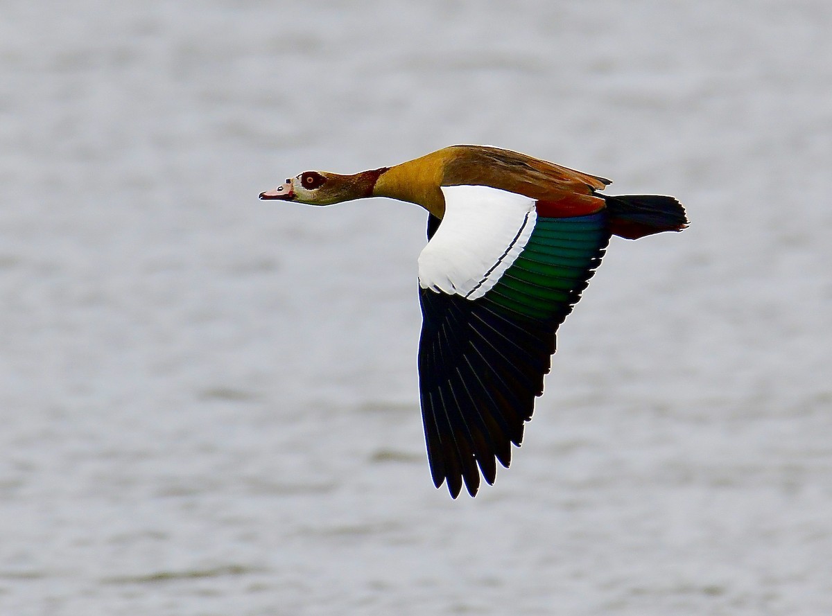 Egyptian Goose - ML444749891