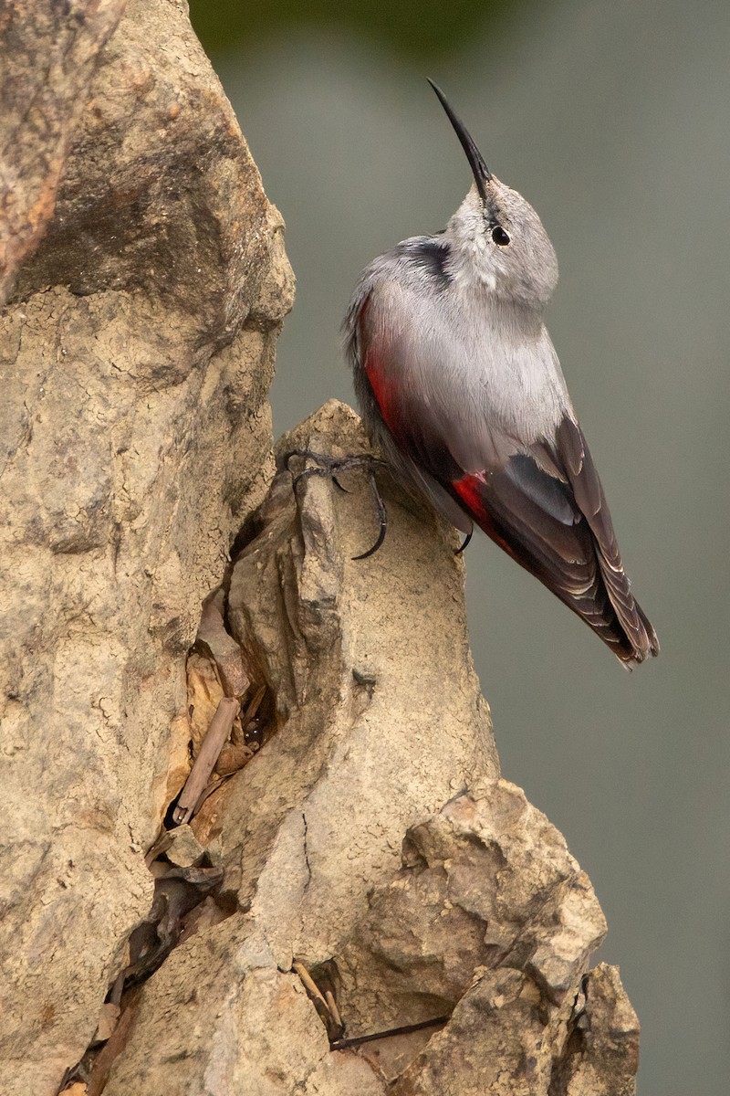 Wallcreeper - Fernando Jubete Guzon