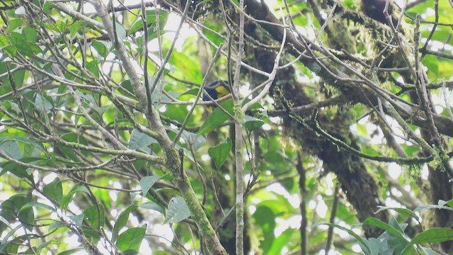 Blue-and-gold Tanager - ML444751121