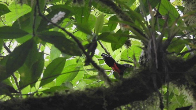 Bare-necked Umbrellabird - ML444752301