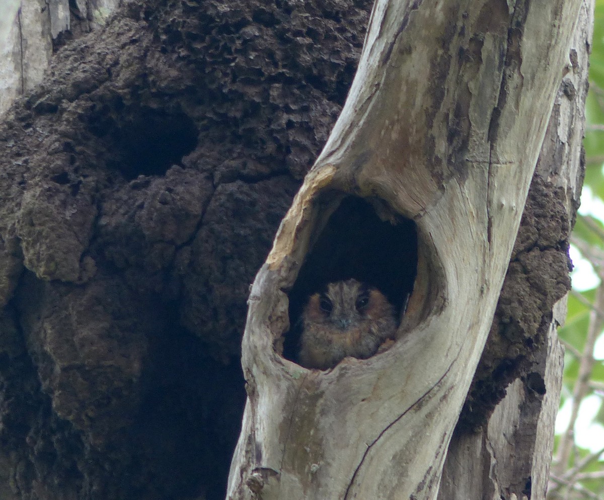 Australian Owlet-nightjar - Julie Sarna